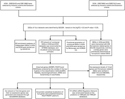 Exploring the Communal Pathogenesis, Ferroptosis Mechanism, and Potential Therapeutic Targets of Dilated Cardiomyopathy and Hypertrophic Cardiomyopathy via a Microarray Data Analysis